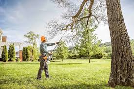 Best Tree Preservation Services  in Morris, AL