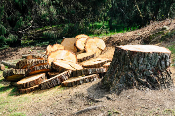 How Our Tree Care Process Works  in  Morris, AL